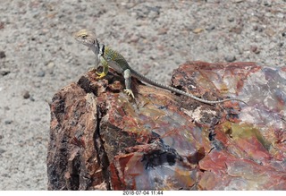 Petrified Forest National Park - Crystal Forest hike + petrified logs