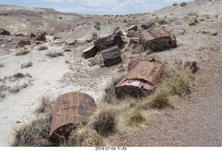 Petrified Forest National Park - Crystal Forest hike + petrified logs