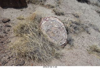 Petrified Forest National Park - Crystal Forest hike + petrified logs