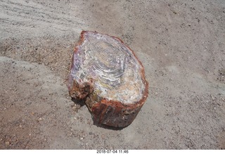 Petrified Forest National Park - Crystal Forest hike + petrified log + lizard