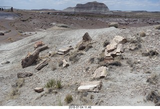 Petrified Forest National Park - Crystal Forest hike + petrified log + lizard