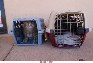 my cats Devin and Jane and their first experience with reel-to-reel tape