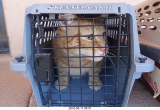 612 a04. my cat Max going to the vet