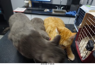 626 a04. my cats Devin and Jane and Max at the vet
