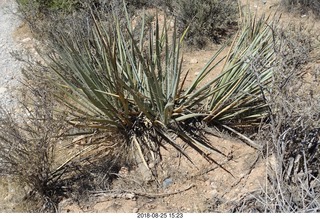 Las Vegas - Red Rock Canyon - thirteen mile drive - Pine Creek Canyon hike