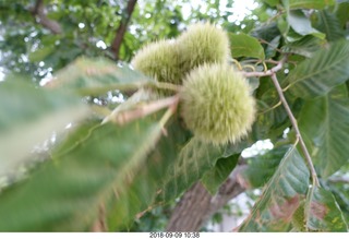 Hillsdale College - tree