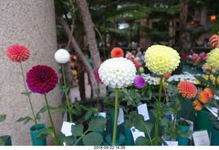 Schubels - Longwood Gardens - flowers