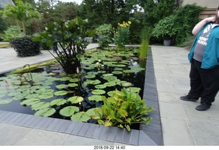 258 a05. Schubels - Longwood Gardens - giant lilies