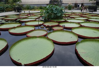 259 a05. Schubels - Longwood Gardens - giant lilies