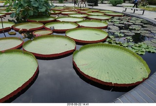 260 a05. Schubels - Longwood Gardens - giant lilies