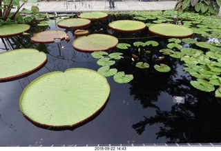 263 a05. Schubels - Longwood Gardens - giant lilies