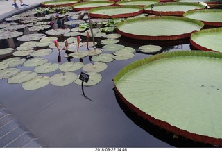 267 a05. Schubels - Longwood Gardens - giant lilies