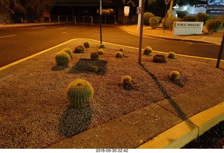 cactus outside