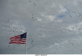 Bell Labs Bellworks Holmdel - birds over the flag