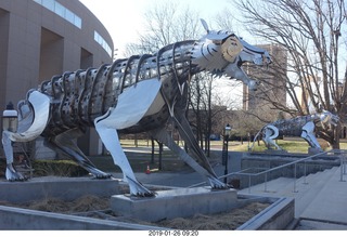 Princeton University - new skeleton tiger