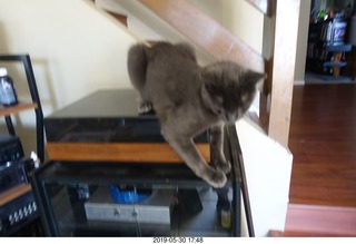 my cats Devin and Jane and Max at the vet