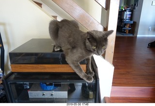 my linn-loci with my cat Devin on top