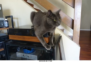 my linn-loci with my cat Devin on top