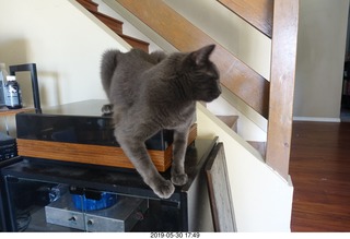 my cats Devin and Jane and Max at the vet