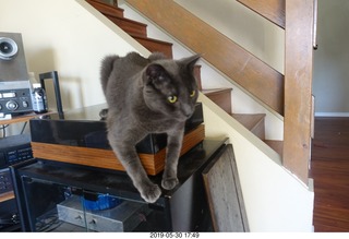 my cats Devin and Jane and Max at the vet