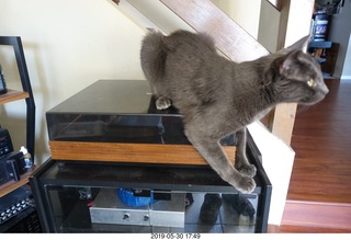 my linn-loci with my cat Devin on top