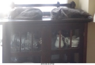 cats on top of the dish case