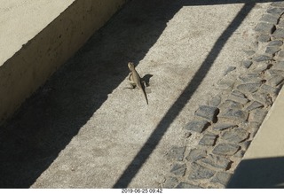 - Rio de Janeiro tour - Sugarloaf Mountain * - lizard