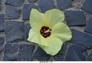 233 a0e. Rio de Janeiro tour - flower on the sidewalk