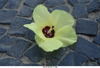 234 a0e. Rio de Janeiro tour - flower on the sidewalk
