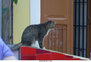 Rio de Janeiro - city tour Lapa Steps (Selarn's Staircase) - cat