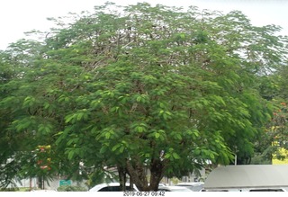 46 a0e. Iguazu - cool fern tree