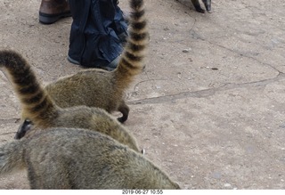 80 a0e. Iguazu Falls - anteater-racoon-cat coatis