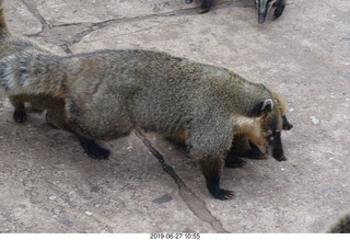 81 a0e. Iguazu Falls - anteater-racoon-cat coatis