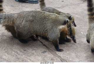 82 a0e. Iguazu Falls - anteater-racoon-cat coatis