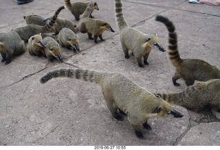 85 a0e. Iguazu Falls - anteater-racoon-cat coatis