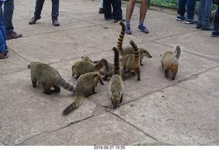 86 a0e. Iguazu Falls - anteater-racoon-cat coatis