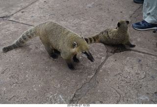 87 a0e. Iguazu Falls - anteater-racoon-cat coatis
