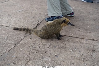 90 a0e. Iguazu Falls - anteater-racoon-cat coati