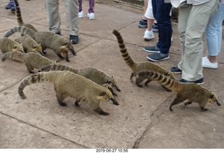 94 a0e. Iguazu Falls - anteater-racoon-cat coatis