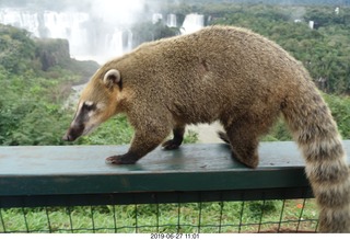 103 a0e. Iguazu Falls - anteater-racoon-cat coati