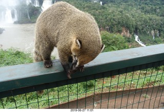 104 a0e. Iguazu Falls - anteater-racoon-cat coati