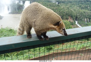 105 a0e. Iguazu Falls - anteater-racoon-cat coati