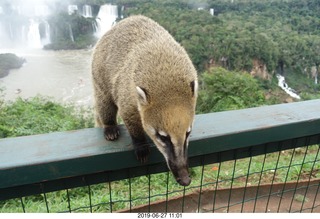 106 a0e. Iguazu Falls - anteater-racoon-cat coati