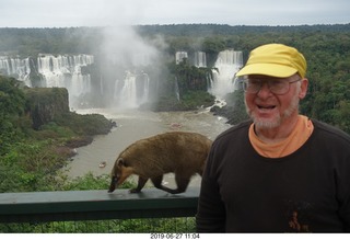 118 a0e. Iguazu Falls - anteater-racoon-cat coati + Adam