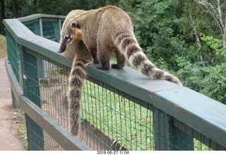 119 a0e. Iguazu Falls - anteater-racoon-cat coati