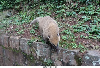 122 a0e. Iguazu Falls - anteater-racoon-cat coati