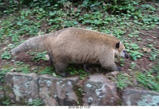 123 a0e. Iguazu Falls - anteater-racoon-cat coati