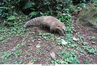 125 a0e. Iguazu Falls - anteater-racoon-cat coati