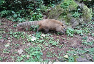 126 a0e. Iguazu Falls - anteater-racoon-cat coati