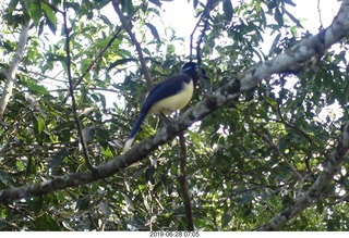 81 a0e. Iguazu Falls - Devil's Throat - bird